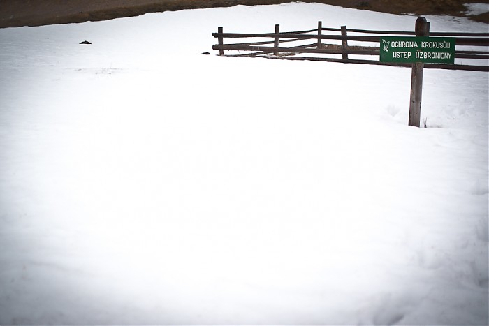 Dolina Chochołowska 2012