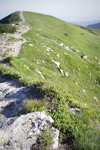 Rohacze