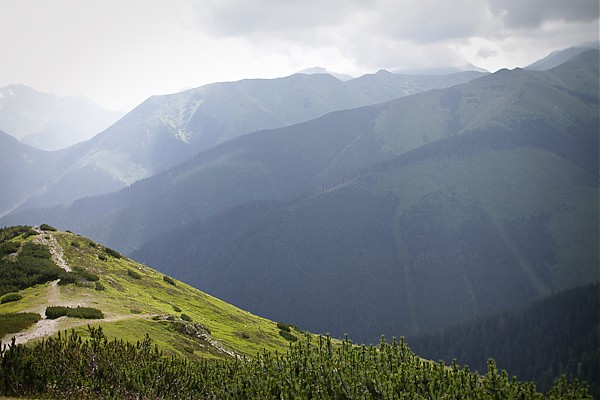 Rohacze