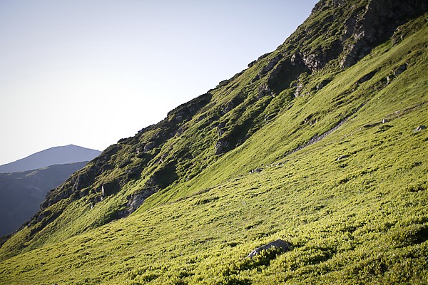 Rohacze